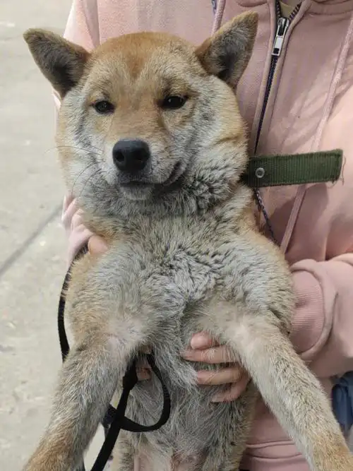 时候应激反应很大现在好啦 变成喜欢笑 喜欢撒娇又黏人的宝贝啦#柴犬