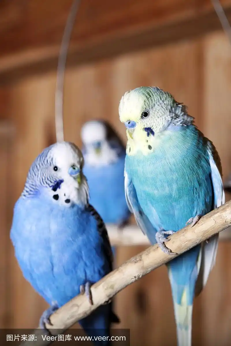 鸟舍里的虎皮鹦鹉