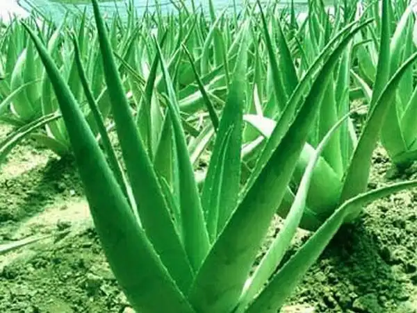 五寒性食物吃多了 小心变成"冷美人"芦荟,金银花