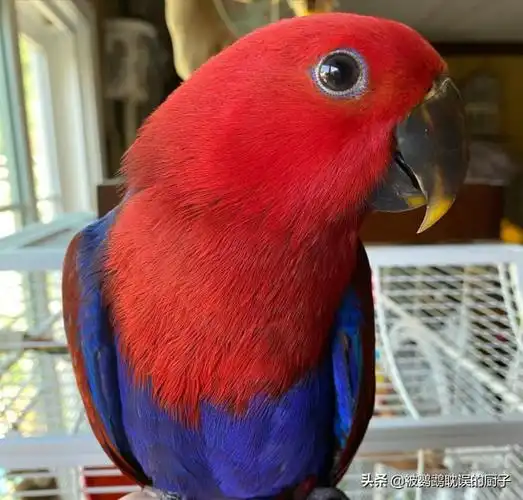 蓝月轮鹦鹉