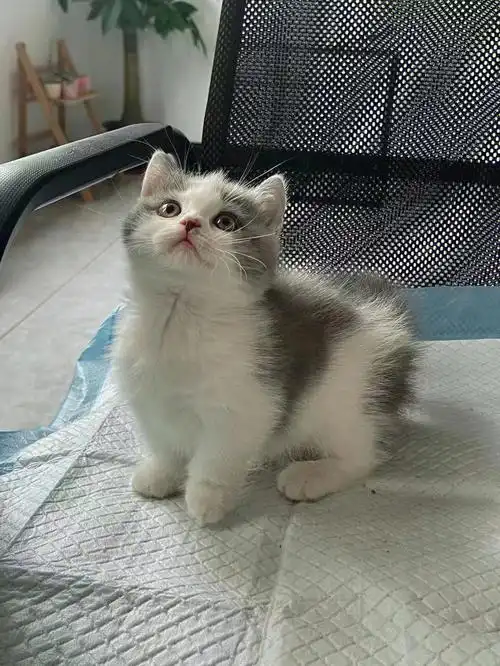 我的萌宠  #猫  #英短