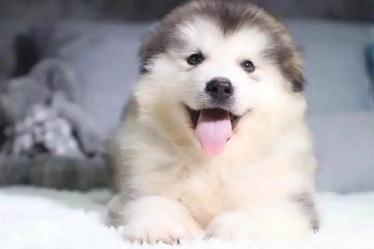 精品阿拉斯加幼犬出售阿拉斯加犬幼犬包纯种养活签协议