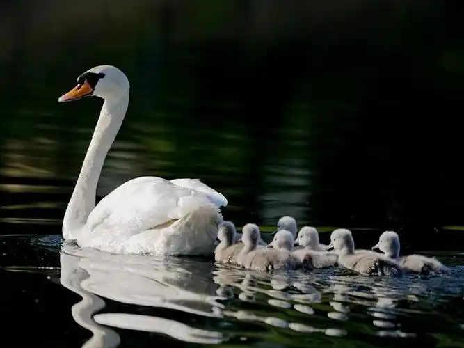 【转载】【潇洒生灵-22】动物母爱 深情感人(80p)