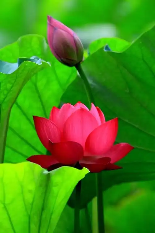 映日荷花别样红