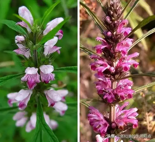 四棱草的功效与作用(踏春必备) - 行就行