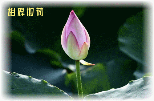 请你细细聆听我的心语  相思为你……  荷上的蜻蜓点水  注视着那片