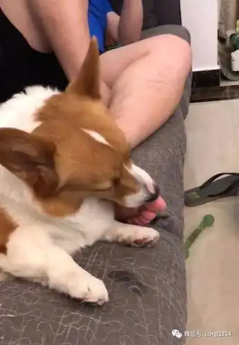 这是一篇有味道的文章,两个柯基不停的舔,网友:你的脚是有多臭