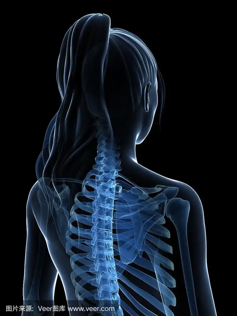 蓝色女性骨骼背部