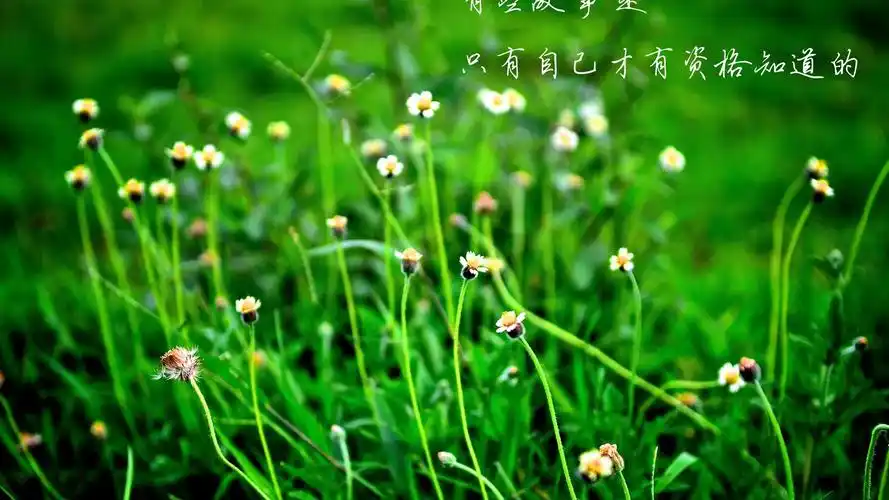 唯美心灵语录文字桌面壁纸下载