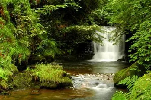 水落在森林高清壁纸里面