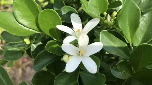 九里香花(九里香花苞是什么样的)