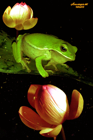 49night singer#gif##创意#花2(荷花素材)紫水晶(^o^)同采自gallery