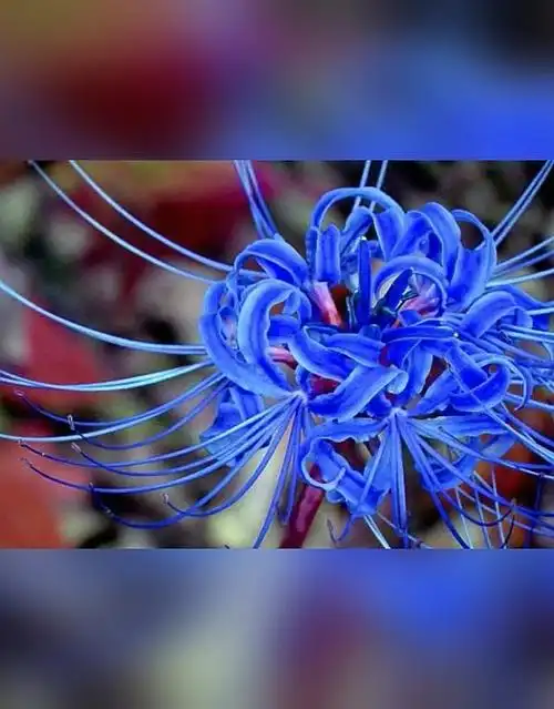 彼岸花的花语 你们知道吗