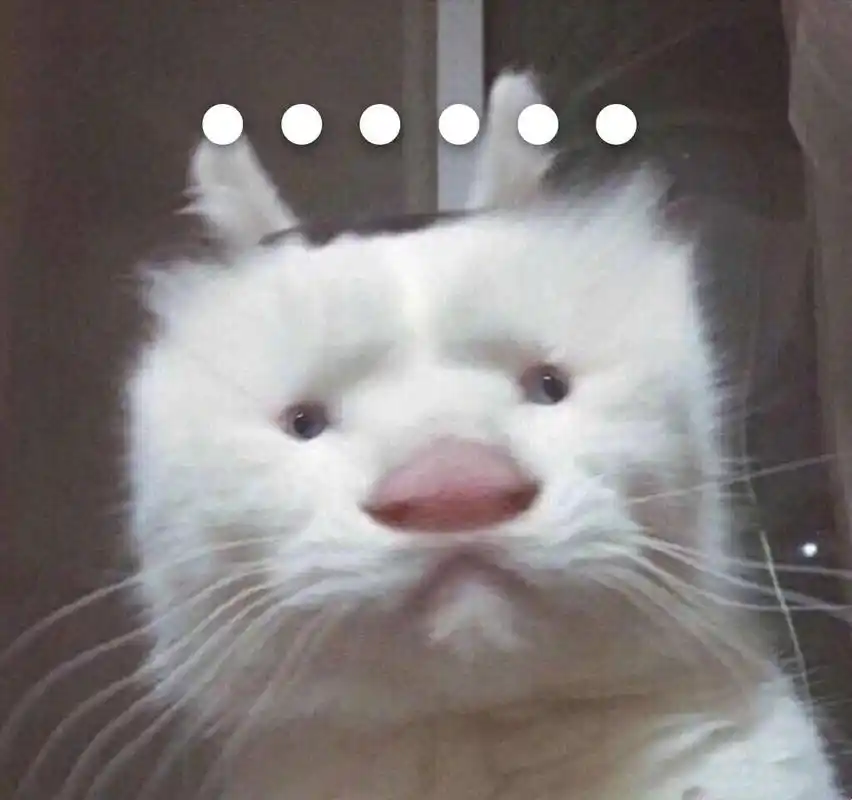 沙雕猫咪无语表情包_猫咪_沙雕_无语表情