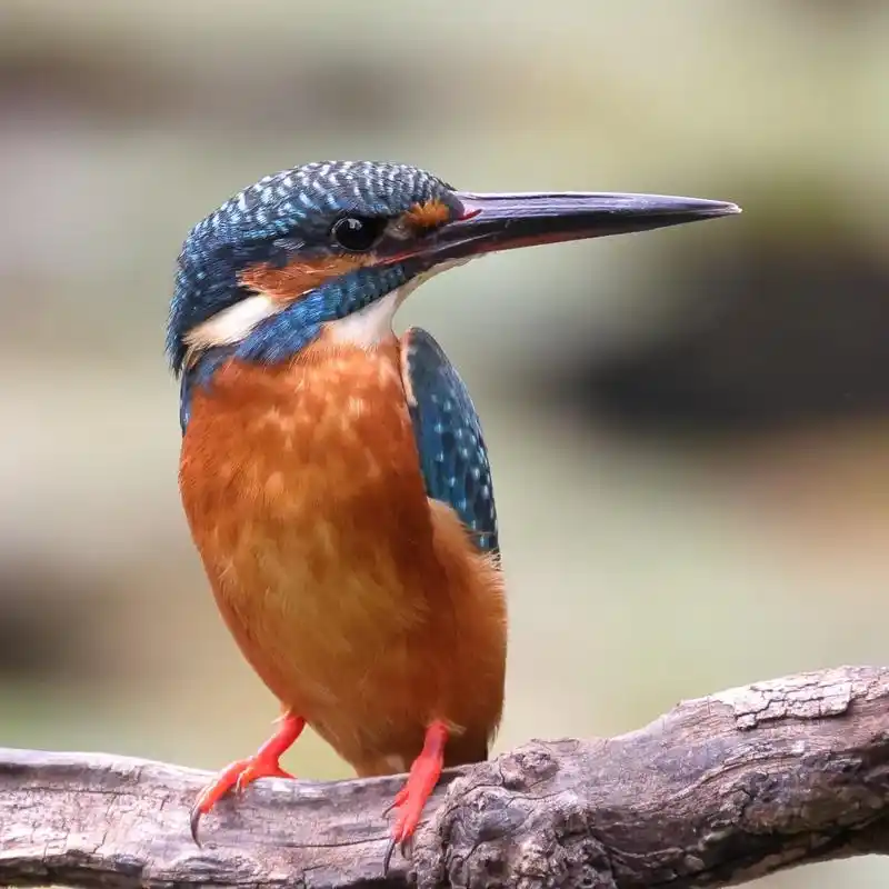 普通翠鸟不普通