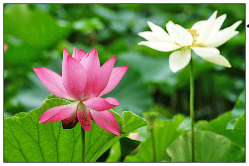 500_334gif 动态图 动图