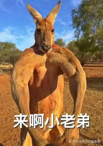 有哪些够你笑一辈子的沙雕图片