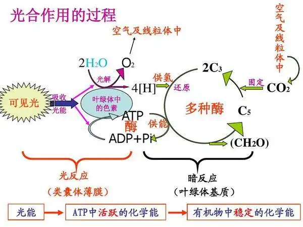 植物光合作用时的化学方程式