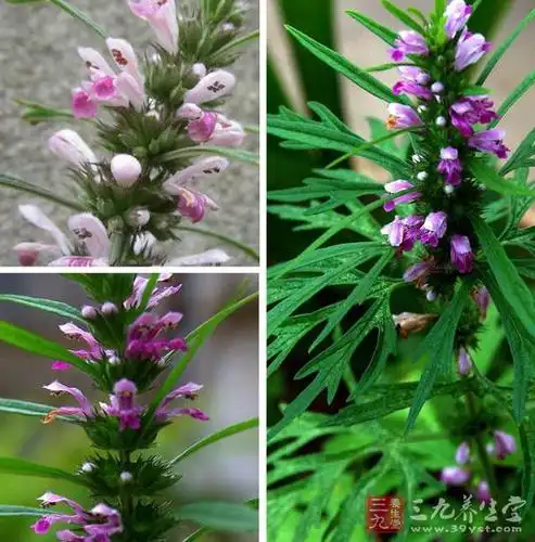 益母草的功效与作用_益母草汤的功效与作用_中药益母草有什么作用与