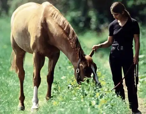 日本天皇孙女真子公主将与同学订婚 未婚夫曾获"海王子"称号