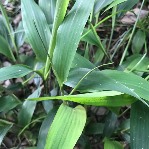 淡竹叶草新鲜 山鸡米草天然竹叶草麦冬碎骨草现摘500克全草金鸡米