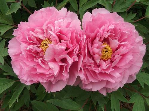 群和【银红巧对】洛阳牡丹花苗大苗盆栽带盆(粉色)重瓣庭院花卉