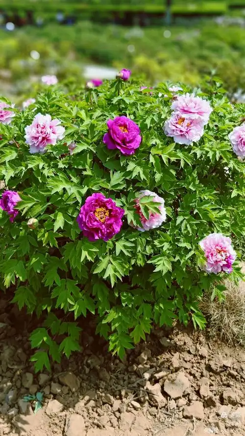 七彩牡丹树,现实版的.