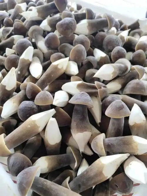 基地直销黑皮鸡枞菌_卓采汇