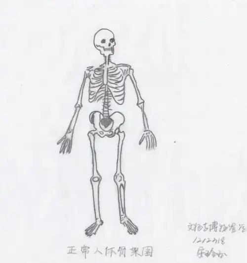 体质人类学骨骼绘图