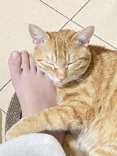 惊!橘猫为何抱着人的脚丫子入睡!