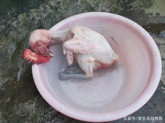 拔鸡毛如此简单学会一招拔得又快又干净