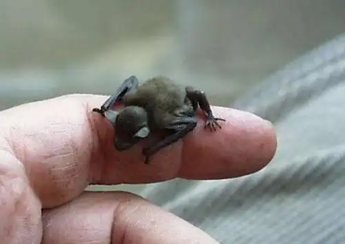 世界上最小的蝙蝠大黄蜂蝙蝠体长25厘米重2克