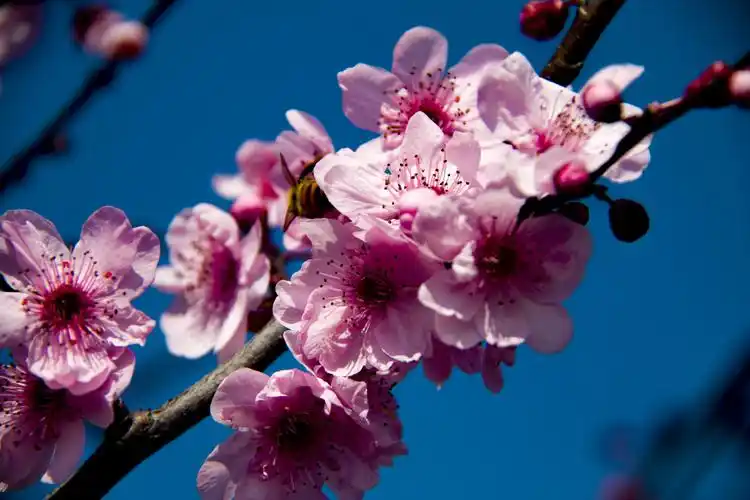 三月桃花笑春风