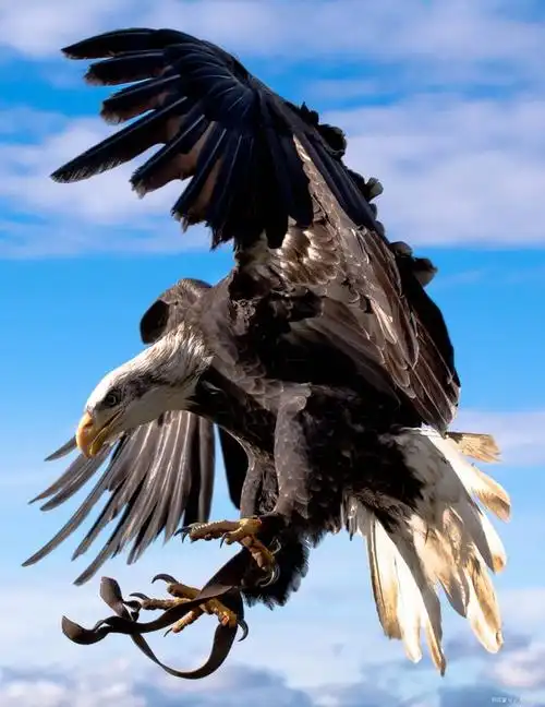 鹰可以飞到比其他鸟类更高的地方,甚至可以直接面对太阳.