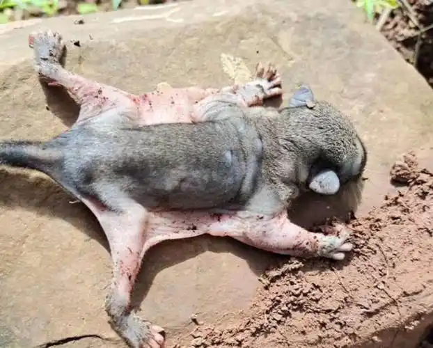 云南一男子在山中遇不知名动物,外形独特,背部似老鼠两翼如蝙蝠