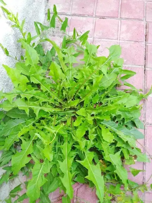 高原上长得比菠菜还要大的蒲公英,一起看看长成什么样?