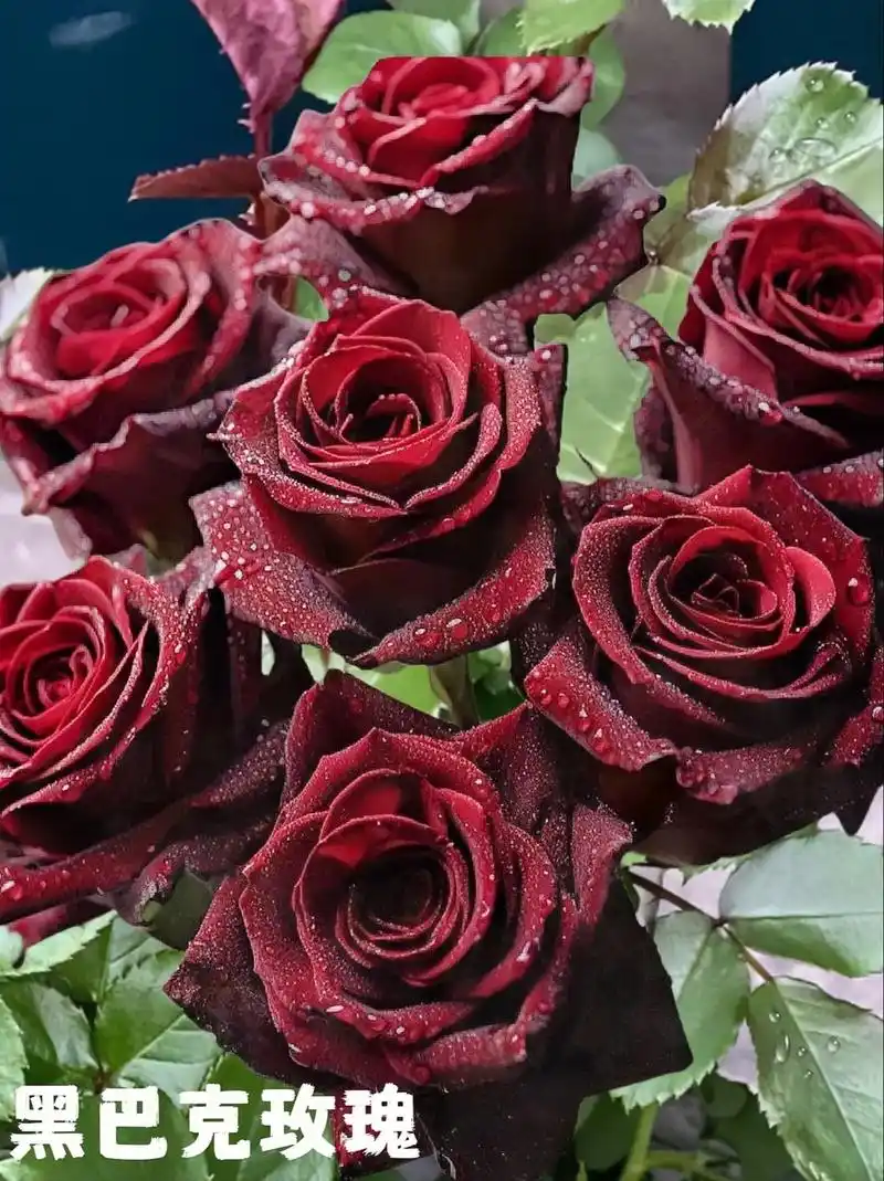 黑巴克玫瑰