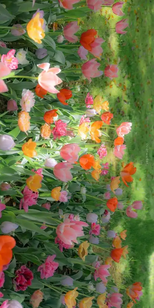 春天的第一张壁纸##送你一张新壁纸