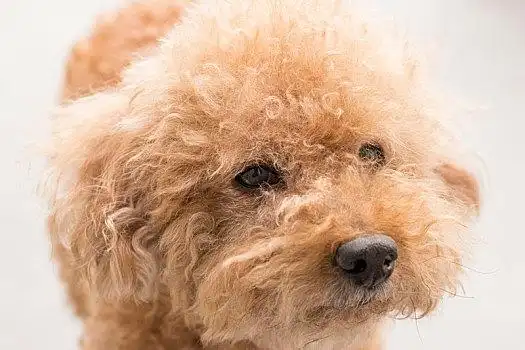 可爱,玩具贵宾犬,卷发,毛皮