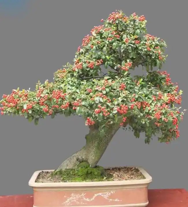 一棵多干的火棘盆景,造型好看,养护也简单,观花赏果两不误