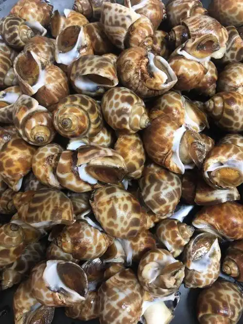 新鲜活冻花螺冷冻大海螺贝壳香螺水产海鲜全国新鲜花螺8斤劲爆批发
