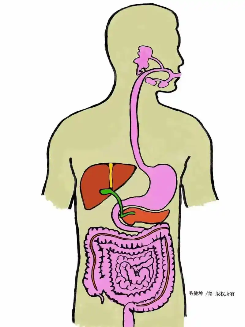 你对消化系统真的了解了吗