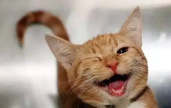 送你一组治愈性微笑,愿你天天都有好心情