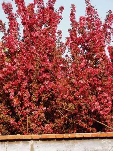 海棠不惜胭脂色,北美丰盛似火焰!