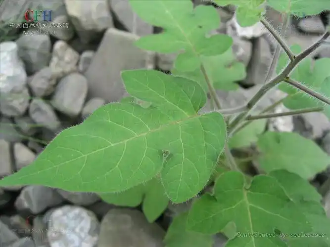 展开全部 这个是白英,俗称白毛藤.