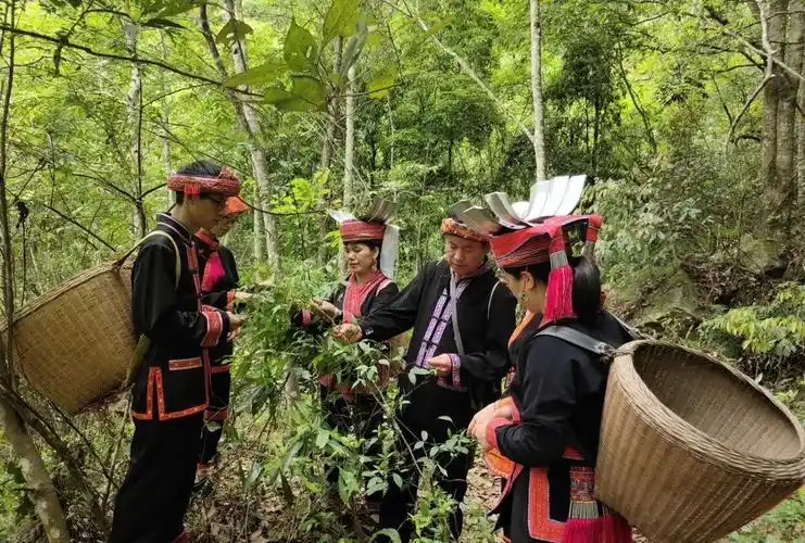 广西金秀大瑶山旅游体验之大瑶山野生药材采摘和瑶浴!