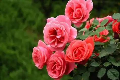 室内养殖月季花,环境需求是必要条件,还要做好4个方面的工作