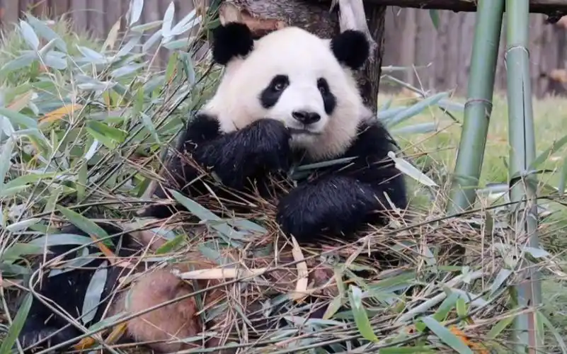 【大熊猫淼淼】淼淼哎,边吃边拉,白富美的形象不要啦?