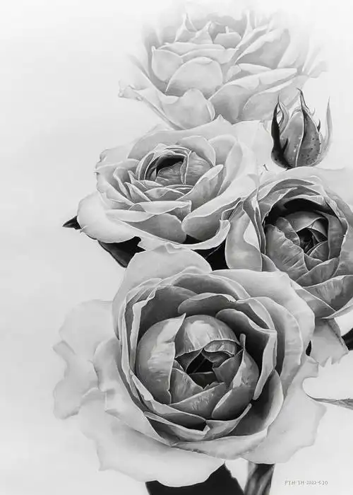 78收藏素描玫瑰花详细步骤分享