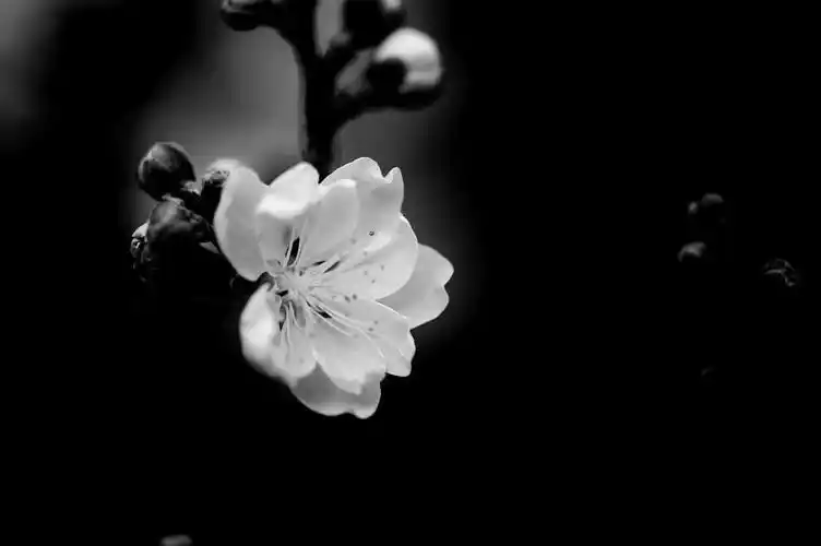 黑白桃花-小品-春回大地,不断更新